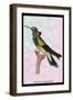 Hummingbird: Trochilus Petasphorus-Sir William Jardine-Framed Art Print