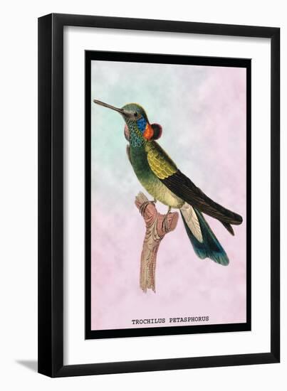 Hummingbird: Trochilus Petasphorus-Sir William Jardine-Framed Art Print