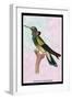 Hummingbird: Trochilus Petasphorus-Sir William Jardine-Framed Art Print