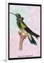 Hummingbird: Trochilus Petasphorus-Sir William Jardine-Framed Art Print