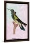 Hummingbird: Trochilus Petasphorus-Sir William Jardine-Framed Art Print