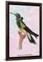 Hummingbird: Trochilus Petasphorus-Sir William Jardine-Framed Art Print