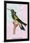 Hummingbird: Trochilus Petasphorus-Sir William Jardine-Framed Art Print