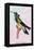 Hummingbird: Trochilus Petasphorus-Sir William Jardine-Framed Stretched Canvas