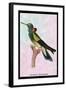 Hummingbird: Trochilus Petasphorus-Sir William Jardine-Framed Art Print