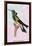 Hummingbird: Trochilus Petasphorus-Sir William Jardine-Framed Art Print