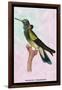 Hummingbird: Trochilus Petasphorus-Sir William Jardine-Framed Art Print