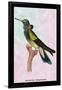 Hummingbird: Trochilus Petasphorus-Sir William Jardine-Framed Art Print