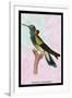 Hummingbird: Trochilus Petasphorus-Sir William Jardine-Framed Art Print