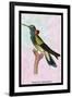 Hummingbird: Trochilus Petasphorus-Sir William Jardine-Framed Art Print