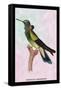 Hummingbird: Trochilus Petasphorus-Sir William Jardine-Framed Stretched Canvas