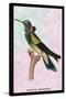 Hummingbird: Trochilus Petasphorus-Sir William Jardine-Stretched Canvas