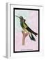 Hummingbird: Trochilus Petasphorus-Sir William Jardine-Framed Art Print