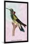 Hummingbird: Trochilus Petasphorus-Sir William Jardine-Mounted Art Print