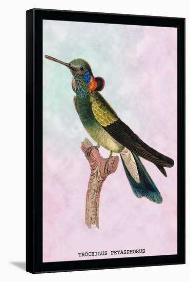 Hummingbird: Trochilus Petasphorus-Sir William Jardine-Framed Stretched Canvas