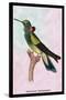 Hummingbird: Trochilus Petasphorus-Sir William Jardine-Stretched Canvas