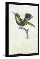 Hummingbird: Trochilus Prasina-Sir William Jardine-Framed Stretched Canvas
