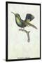 Hummingbird: Trochilus Prasina-Sir William Jardine-Stretched Canvas