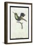 Hummingbird: Trochilus Prasina-Sir William Jardine-Framed Art Print