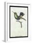 Hummingbird: Trochilus Prasina-Sir William Jardine-Framed Art Print