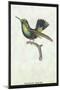 Hummingbird: Trochilus Prasina-Sir William Jardine-Mounted Art Print