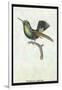 Hummingbird: Trochilus Prasina-Sir William Jardine-Framed Art Print