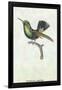 Hummingbird: Trochilus Prasina-Sir William Jardine-Framed Art Print