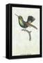 Hummingbird: Trochilus Prasina-Sir William Jardine-Framed Stretched Canvas