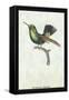 Hummingbird: Trochilus Prasina-Sir William Jardine-Framed Stretched Canvas