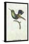 Hummingbird: Trochilus Prasina-Sir William Jardine-Stretched Canvas
