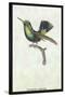 Hummingbird: Trochilus Prasina-Sir William Jardine-Stretched Canvas