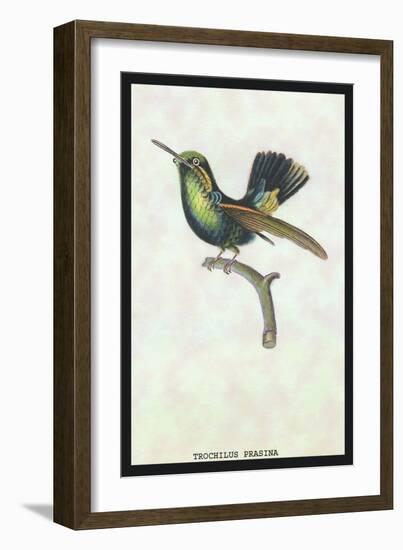 Hummingbird: Trochilus Prasina-Sir William Jardine-Framed Art Print