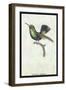 Hummingbird: Trochilus Prasina-Sir William Jardine-Framed Art Print