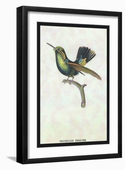 Hummingbird: Trochilus Prasina-Sir William Jardine-Framed Art Print