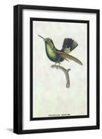 Hummingbird: Trochilus Prasina-Sir William Jardine-Framed Art Print