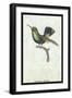 Hummingbird: Trochilus Prasina-Sir William Jardine-Framed Art Print