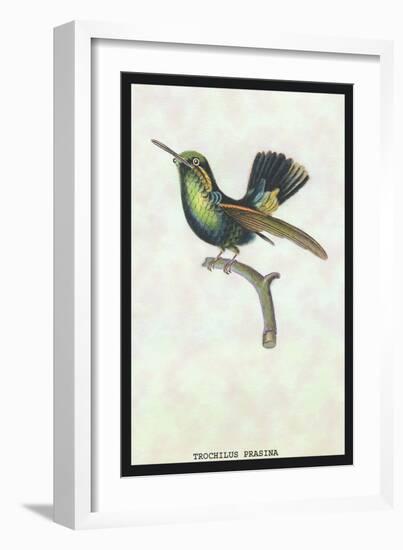 Hummingbird: Trochilus Prasina-Sir William Jardine-Framed Art Print