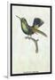 Hummingbird: Trochilus Prasina-Sir William Jardine-Framed Art Print