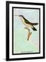 Hummingbird: Trochilus Quadricolor-Sir William Jardine-Framed Art Print