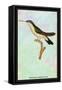 Hummingbird: Trochilus Quadricolor-Sir William Jardine-Framed Stretched Canvas