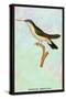 Hummingbird: Trochilus Quadricolor-Sir William Jardine-Stretched Canvas