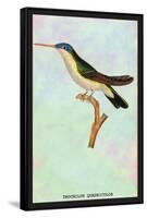 Hummingbird: Trochilus Quadricolor-Sir William Jardine-Framed Stretched Canvas