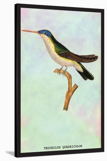 Hummingbird: Trochilus Quadricolor-Sir William Jardine-Stretched Canvas