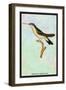 Hummingbird: Trochilus Quadricolor-Sir William Jardine-Framed Art Print