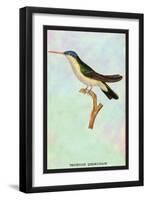 Hummingbird: Trochilus Quadricolor-Sir William Jardine-Framed Art Print