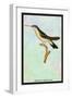 Hummingbird: Trochilus Quadricolor-Sir William Jardine-Framed Art Print