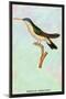 Hummingbird: Trochilus Quadricolor-Sir William Jardine-Mounted Art Print