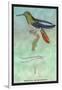 Hummingbird: Trochilus Recurvirostris-Sir William Jardine-Framed Art Print