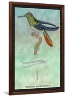 Hummingbird: Trochilus Recurvirostris-Sir William Jardine-Framed Art Print