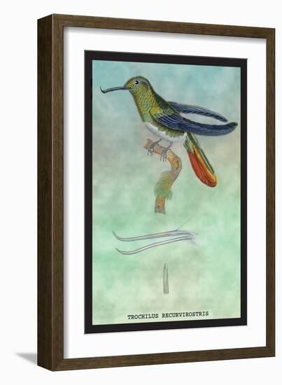 Hummingbird: Trochilus Recurvirostris-Sir William Jardine-Framed Art Print